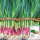 Red Root Leek SeedsItem NO.: YQ-1012-choice