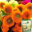 'Teddy Bear' Dwarf Sunflower Seeds (30cm Tall)Item NO.: YQ-1016-Choice 'Teddy Bear' Dwarf Sunflower Seeds (30cm Tall)Item NO.: YQ-1016-Choice