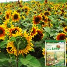 ® Bi-Colour Sunflower Seeds (90cm Tall)Item NO.: YQ-1019-Choice ® Bi-Colour Sunflower Seeds (90cm Tall)Item NO.: YQ-1019-Choice