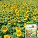 ® Sunflower F1 Seeds (35cm Tall)Item NO.: YQ-1020-Choice