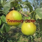 Four Seasons pear tree Seeds rare Seed health fruits pearItem NO.: CO-1661