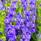 ® Chinese Skullcap SeedsItem NO.: YQ-1068-choice