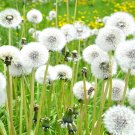 ® Dandelion SeedsItem NO.: YQ-1071-choice