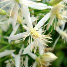 ® Clematis Chinensis SeedsItem NO.: YQ-1076-choice