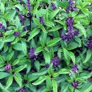 ® Clove Basil SeedsItem NO.: YQ-1077-choice