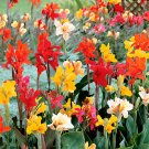 ® Canna Indica Mixed SeedsItem NO.: YQ-1078-choice