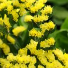 ® Yellow Sea Lavender SeedsItem NO.: ZZ-1737-choice-d