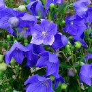 ® Blue Ballon Flower SeedsItem NO.: YQ-1081-choice