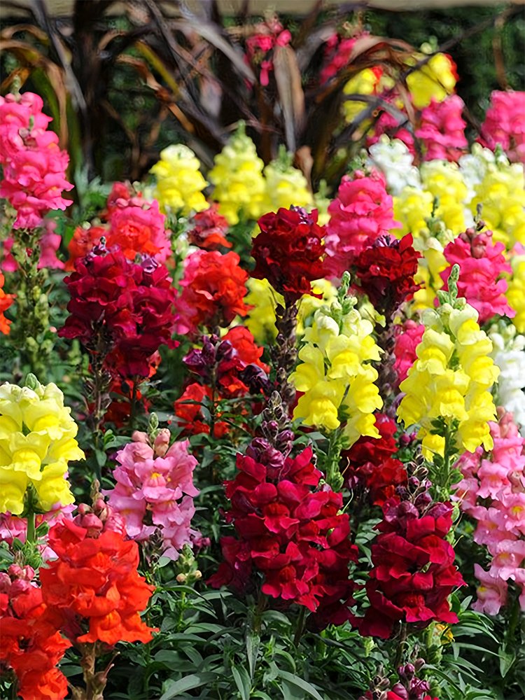 &Acirc;&reg; Dwarf Snapdragon Mixed SeedsItem NO.: YQ-1082-choice