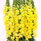 ® Tall Dark Yellow Snapdragon SeedsItem NO.: YQ-1084-choice