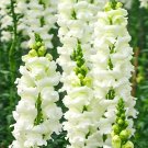 ® Tall White Snapdragon SeedsItem NO.: YQ-1086-choice