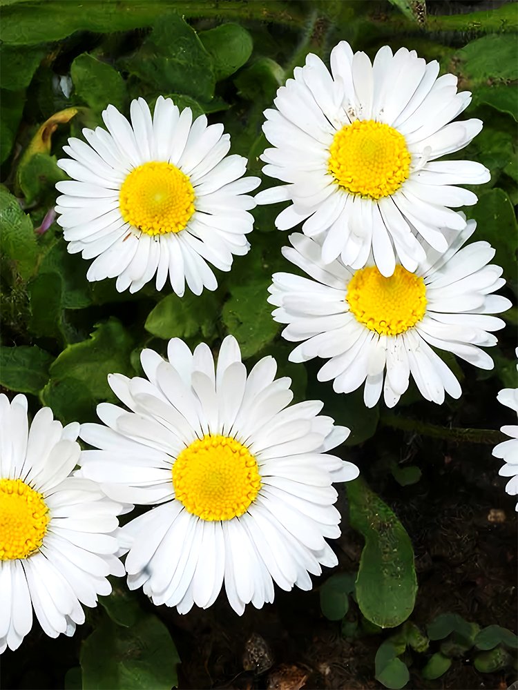 &Acirc;&reg; White Mid Sing Daisy SeedsItem NO.: YQ-1091-choice