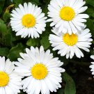 ® White Mid Sing Daisy SeedsItem NO.: YQ-1091-choice