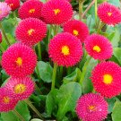 ® Red Mid Dual Daisy SeedsItem NO.: YQ-1092-choice