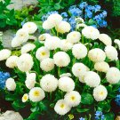 ® White Mid Dual Daisy SeedsItem NO.: YQ-1095-choice