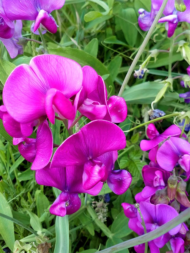 &Acirc;&reg; Rose Red Tall Sweet Pea SeedsItem NO.: YQ-1099-choice
