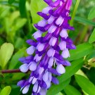 ® Purple Hairy Vetch SeedsItem NO.: YQ-1101-choice