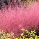 ® Pink Muhly GrassItem NO.: YQ-1108-choice