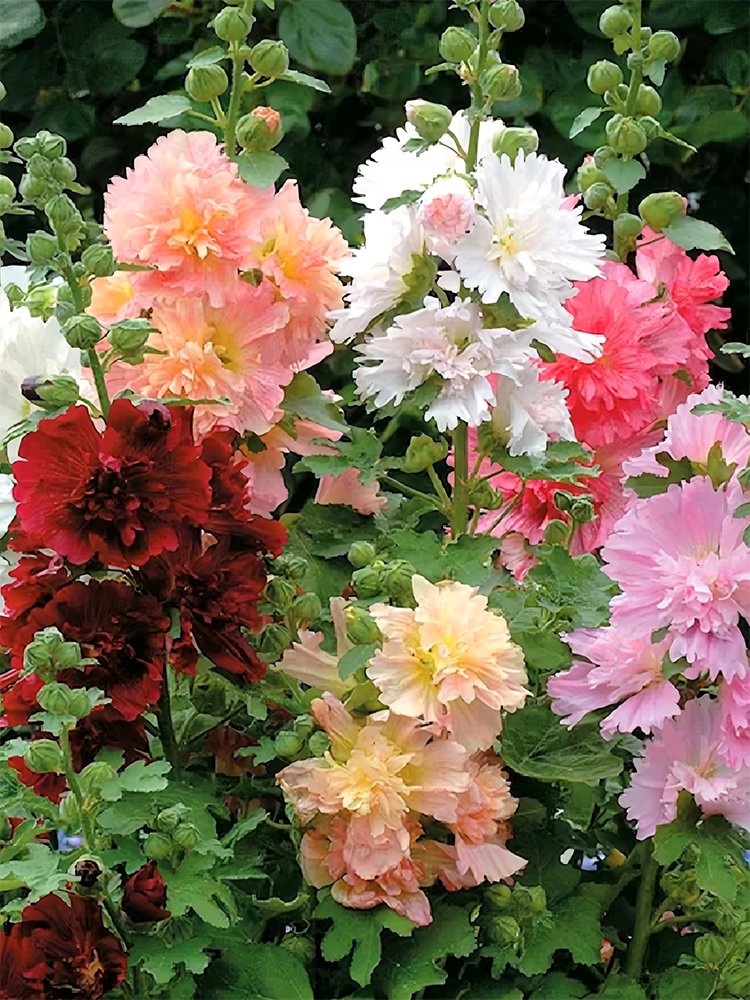 &Acirc;&reg; Alcea Mixed, Double FlowersItem NO.: YQ-1109-choice