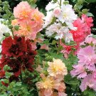 ® Alcea Mixed, Double FlowersItem NO.: YQ-1109-choice
