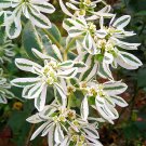 ® Snow-on-the-mountain SeedsItem NO.: YQ-1106-choice ® Snow-on-the-mountain SeedsItem NO.: YQ-1106-choice