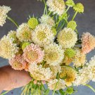 ® Scabiosa Atropurpurea 'Fata Morgana'Item NO.: YQ-1118-choice