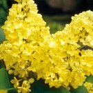 Syringa Vulgaris Seeds, Yellow Lilac Multi-stemmed Small TreeItem NO.: CO-1185 Syringa Vulgaris Seeds, Yellow Lilac Multi-stemmed Small TreeItem NO.: CO-1185
