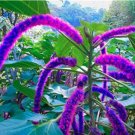 Acalypha Hispida Chenille Plant Red-Hot Cattail Seeds, Purplish RedItem NO.: CO-1621