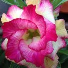 Rare Adenium Seeds, Desert Rose with Pink Rose to Pale Yellow Bicolor, 3-LayerItem NO.: CO-1213