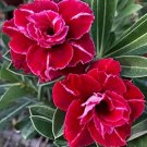 Rare Adenium Seeds, Desert Rose with Large Red Petals with a White Stripe in the Middle, 5-LayerItem