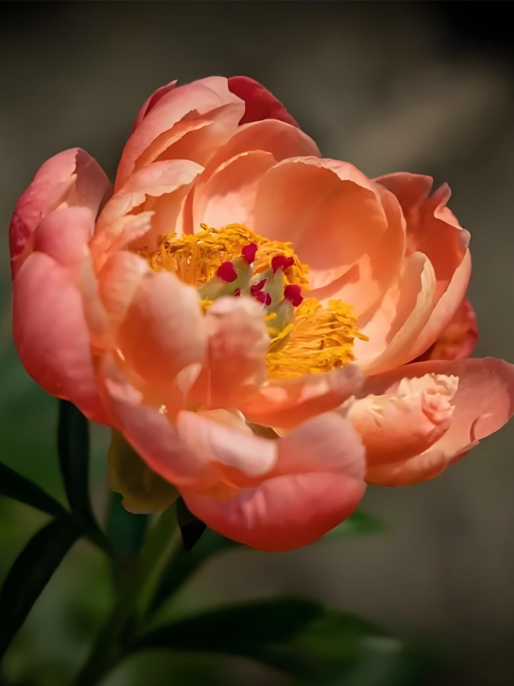 Sunset Series Peony Seeds - Large, Double Petals in Rust-OrangeItem NO.: CO-1233