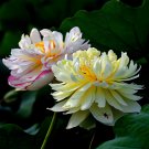 'Shuang Zi Xing' Lotus Seeds, Large Flowers - Rare and Exotic VarietiesItem NO.: CO-1273