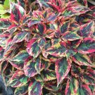 Vibrant 'Xinghai' Rainbow Coleus Seeds - Serrated Edge FoliageItem NO.: CO-1288