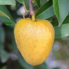 Annona Reticulata SeedsItem NO.: YQ-1151-choice
