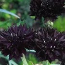 Black Bachelor's Button Seeds - Unique Dark Cornflower Seeds for Stunning Garden BloomsItem NO.: CO-