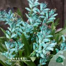 Lachenalia Viridiflora Bulbs, Pack of 2 BulbsItem NO.: YQ-1164-choice Lachenalia Viridiflora Bulbs, Pack of 2 BulbsItem NO.: YQ-1164-choice