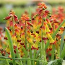 Lachenalia aloides var quadricolor, Pack of 2 BulbsItem NO.: YQ-1165-choice
