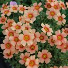 Oxalis Obtusa Series Bulb - 'Dracarys', Pack of 5 BulbsItem NO.: YQ-1671-choice Oxalis Obtusa Series Bulb - 'Dracarys', Pack of 5 BulbsItem NO.: YQ-1671-choice