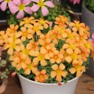 Oxalis Obtusa Series Bulb - 'Lava Splash', Pack of 5 BulbsItem NO.: YQ-1673-choice Oxalis Obtusa Series Bulb - 'Lava Splash', Pack of 5 BulbsItem NO.: YQ-1673-choice