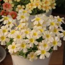 Copy Oxalis Obtusa Series Bulb - 'Pale Skin', Pack of 5 BulbsItem NO.: YQ-1675--choice