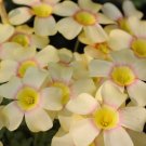 Oxalis Obtusa Series Bulb - 'Almond Butter', Pack of 5 BulbsItem NO.: YQ-1684-choice Oxalis Obtusa Series Bulb - 'Almond Butter', Pack of 5 BulbsItem NO.: YQ-1684-choice
