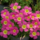Oxalis Obtusa Series Bulb - 'Pigeon Blood', Pack of One BulbItem NO.: YQ-1688-choice