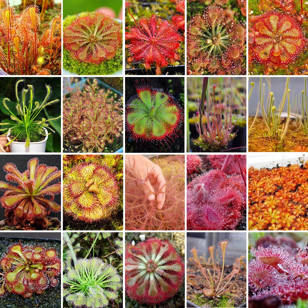 Fresh Drosera Seeds Mix &acirc;�� Different Varieties Including Drosera floribunda, Drosera dielsiana, Dro