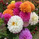 Mixed-Color Double-Petal Dahlia Seeds – Large Blooms, Perennial Herb, Easy to GrowItem NO.: YQ-170