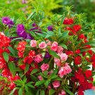 IMP05 Mixed Color Balsam Seeds - Bright & Beautiful Impatiens Balsamina for Stunning GardensItem NO.
