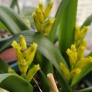 Lachenalia reflexa Seeds – Rare South African Bulbous Plant from ®Item NO.: YQ-1714-choice