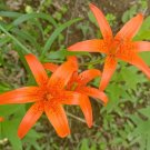 LiliumLilium concolor var. pulchellum Seeds – Grow Rare Hime-Yuri Lilies with Scarlet and Yellow B