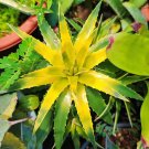 Dyckia brevifolia 'Moon Glow' Seeds | Rare Succulent-Like Bromeliad with Yellow Center for Exotic Ga Dyckia brevifolia 'Moon Glow' Seeds | Rare Succulent-Like Bromeliad with Yellow Center for Exotic Ga