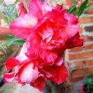 Adenium Dark Rose Red Petals with part of White Petal Flower Seeds, 2 seeds, 6-layer big blooms for 