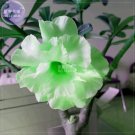 Bright Green Adenium Desert Rose Flower Seeds, 2 seeds, 3-layer big blooms home garden rare flowersI Bright Green Adenium Desert Rose Flower Seeds, 2 seeds, 3-layer big blooms home garden rare flowersI